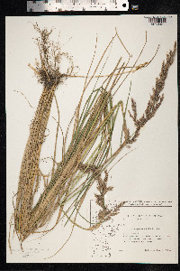 Calamagrostis epigeios image