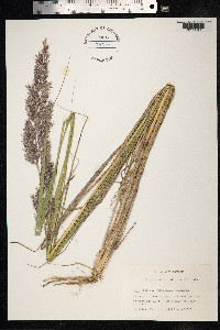 Calamagrostis epigeios image