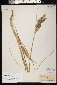Calamagrostis epigeios image