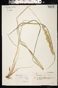 Calamagrostis epigeios image