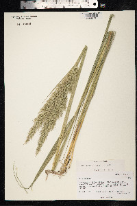 Calamagrostis epigeios image