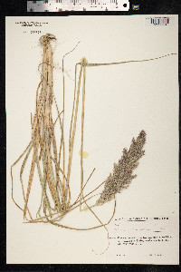 Calamagrostis epigeios image