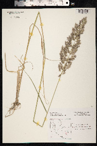 Calamagrostis epigeios image