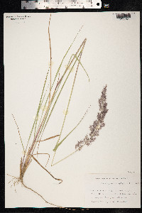Calamagrostis epigeios image