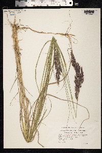 Calamagrostis epigeios image