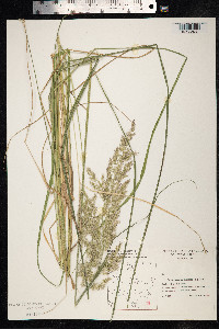 Calamagrostis epigeios image