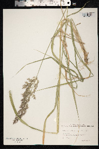 Calamagrostis epigeios image
