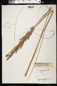 Calamagrostis epigeios image