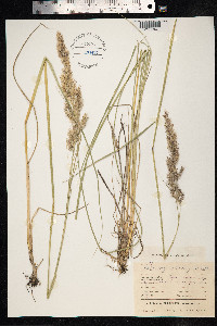 Calamagrostis epigeios image