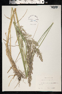 Calamagrostis epigeios image
