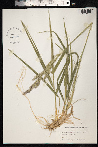 Calamagrostis epigeios image