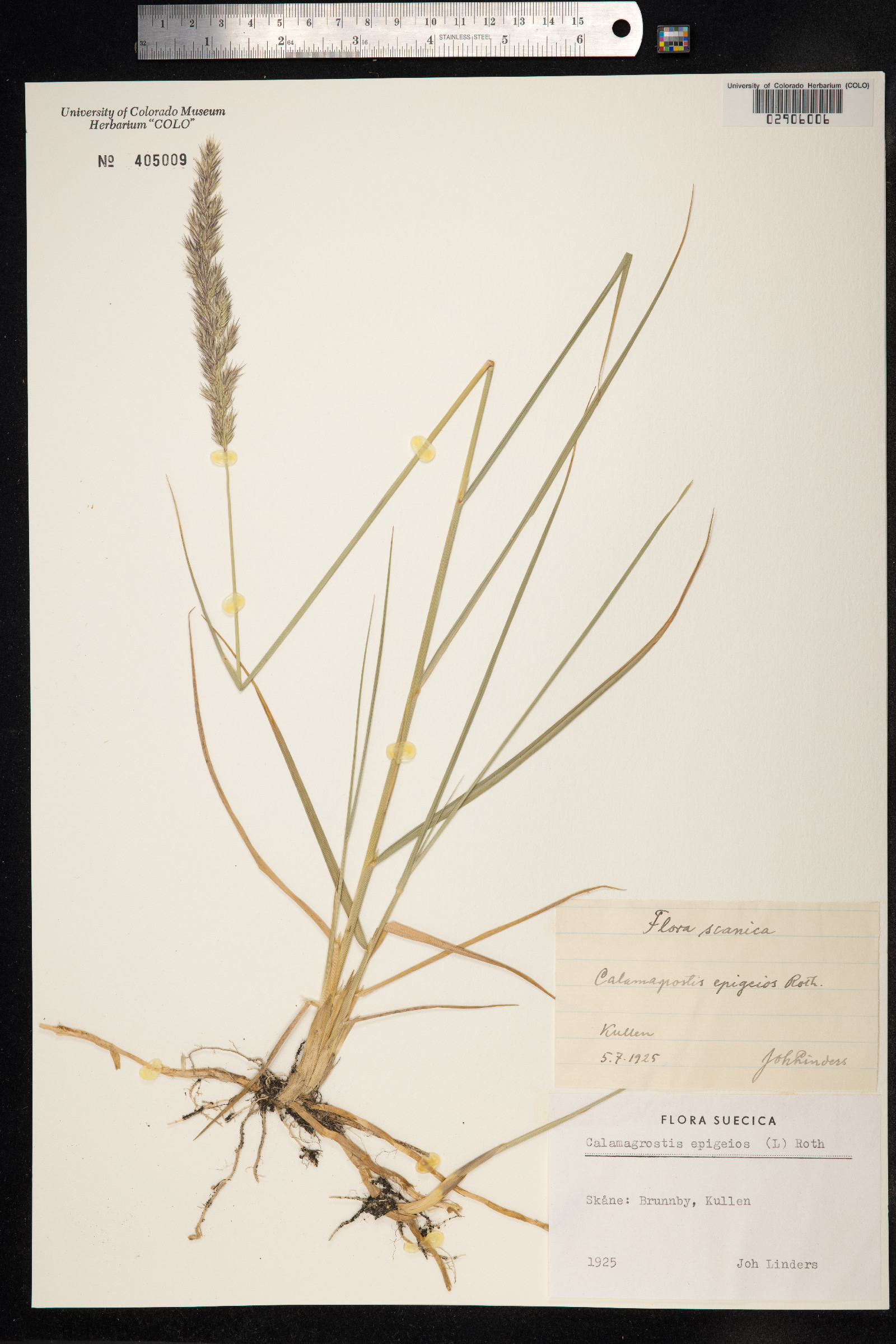 Calamagrostis epigeios image