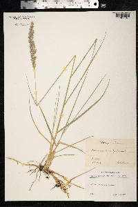 Calamagrostis epigeios image
