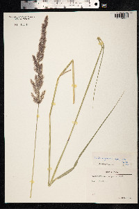 Calamagrostis epigeios image