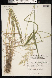 Calamagrostis epigeios image