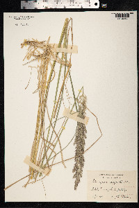 Calamagrostis epigeios image