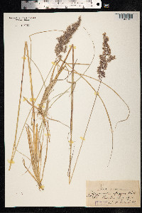 Calamagrostis epigeios image