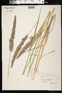 Calamagrostis epigeios image