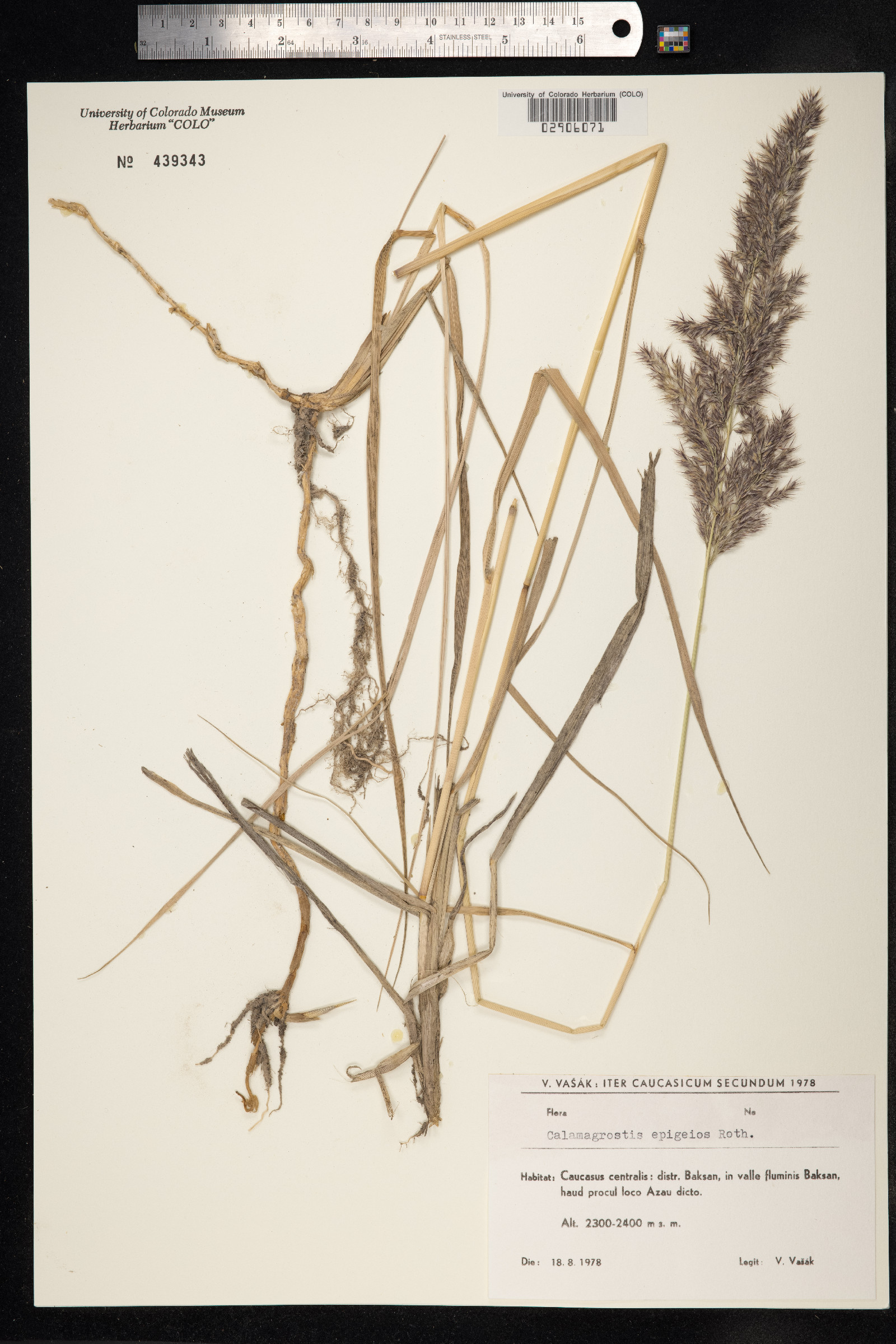 Calamagrostis epigeios image