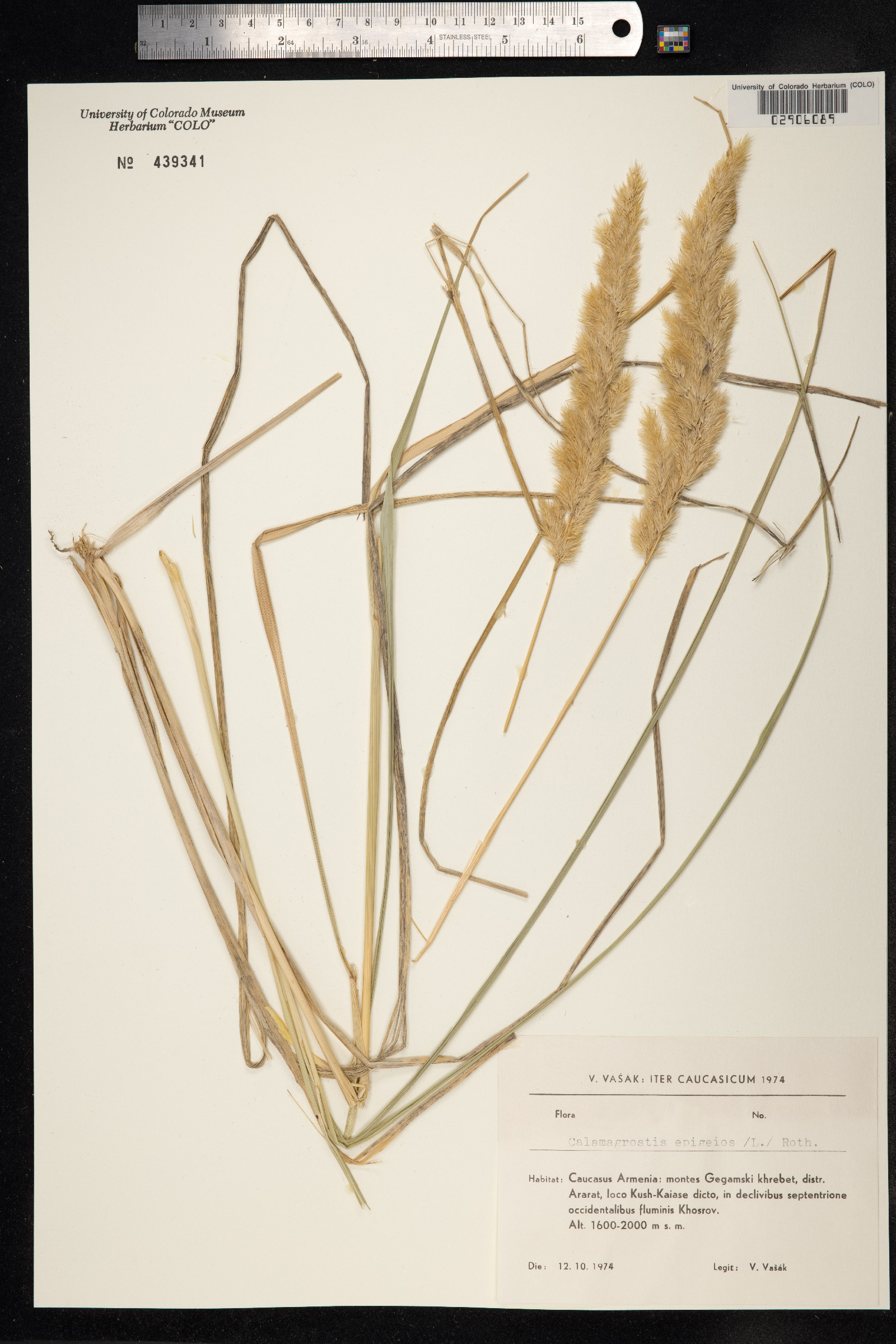 Calamagrostis epigeios image