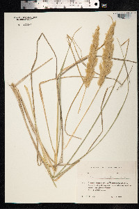 Calamagrostis epigeios image