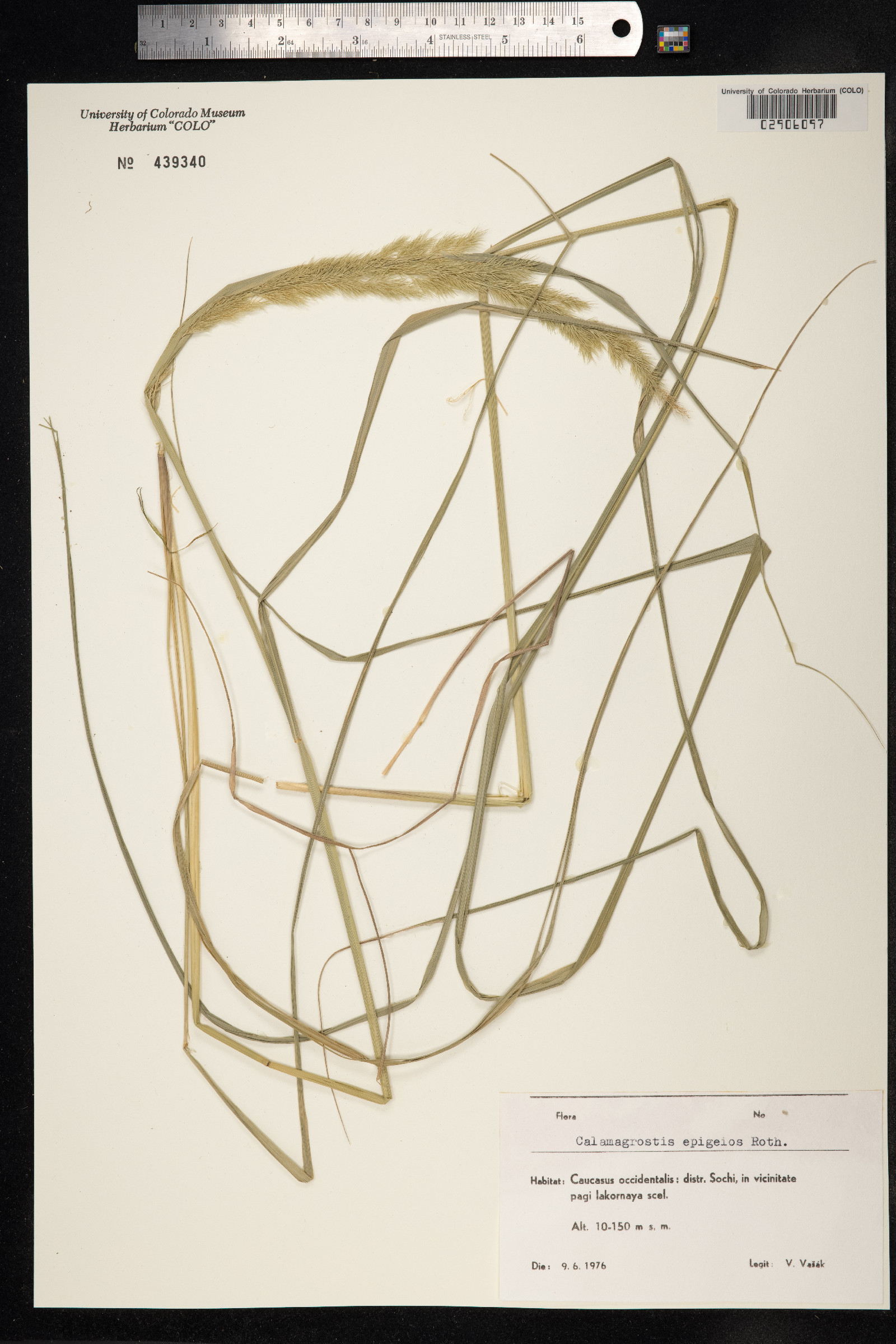 Calamagrostis epigeios image