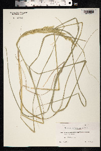 Calamagrostis epigeios image
