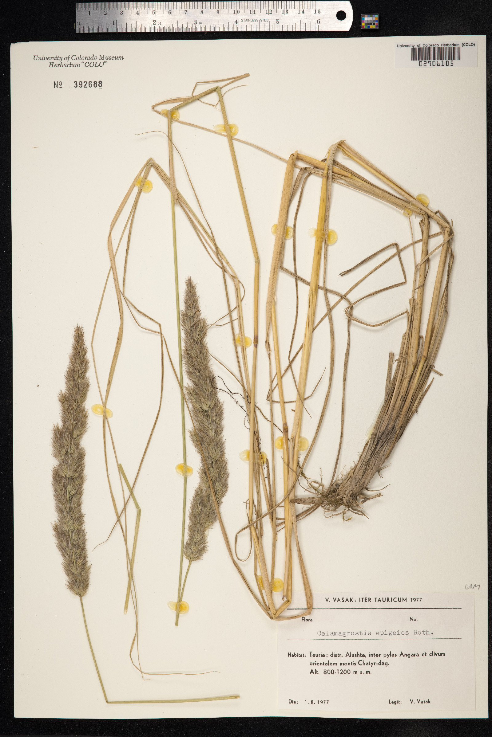 Calamagrostis epigeios image