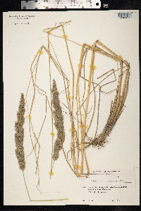 Calamagrostis epigeios image