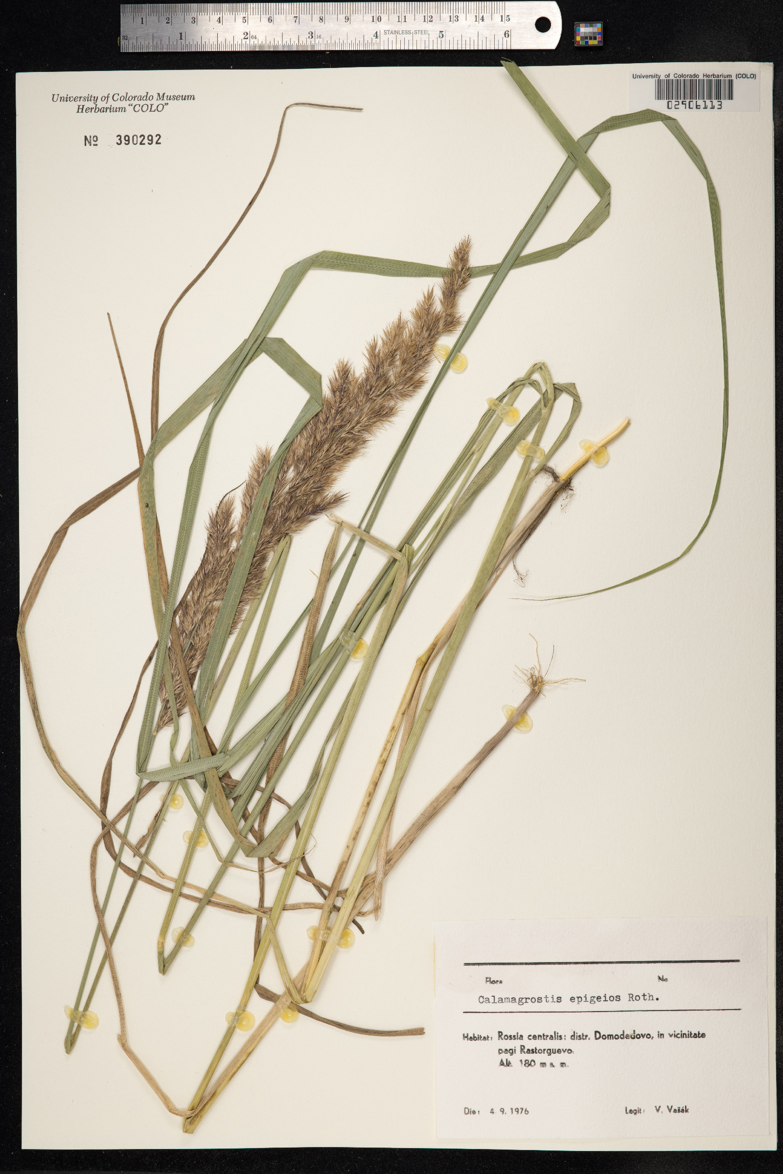 Calamagrostis epigeios image