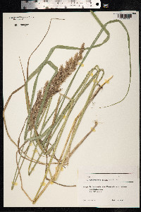 Calamagrostis epigeios image