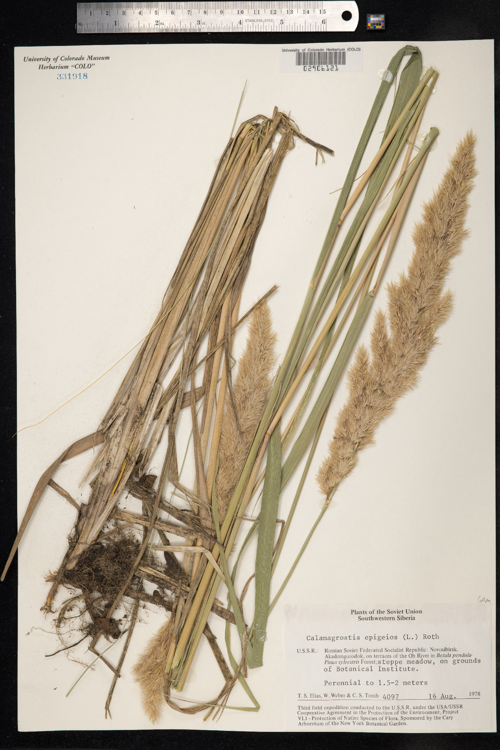 Calamagrostis epigeios image