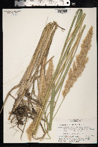 Calamagrostis epigeios image