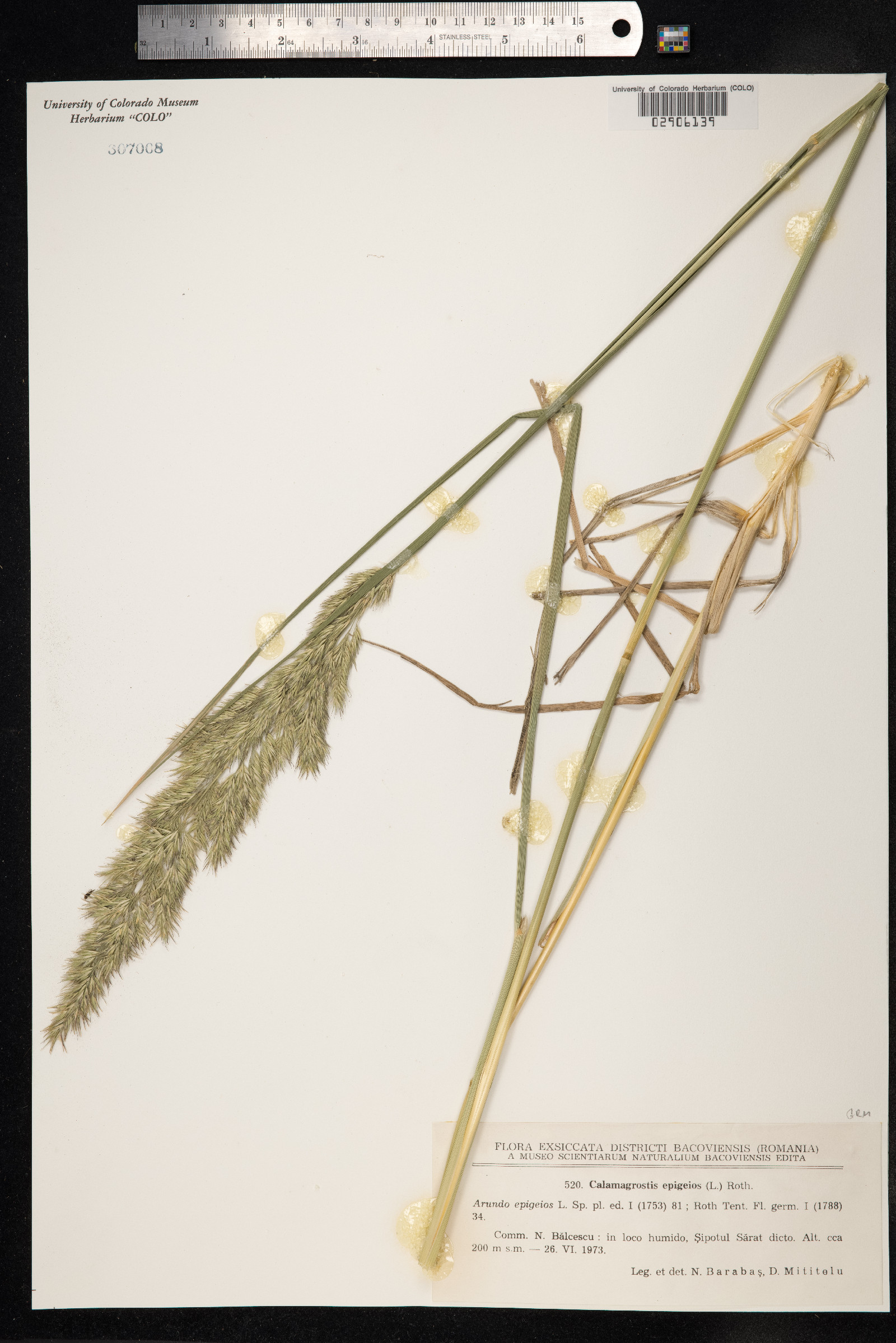 Calamagrostis epigeios image
