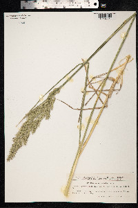 Calamagrostis epigeios image