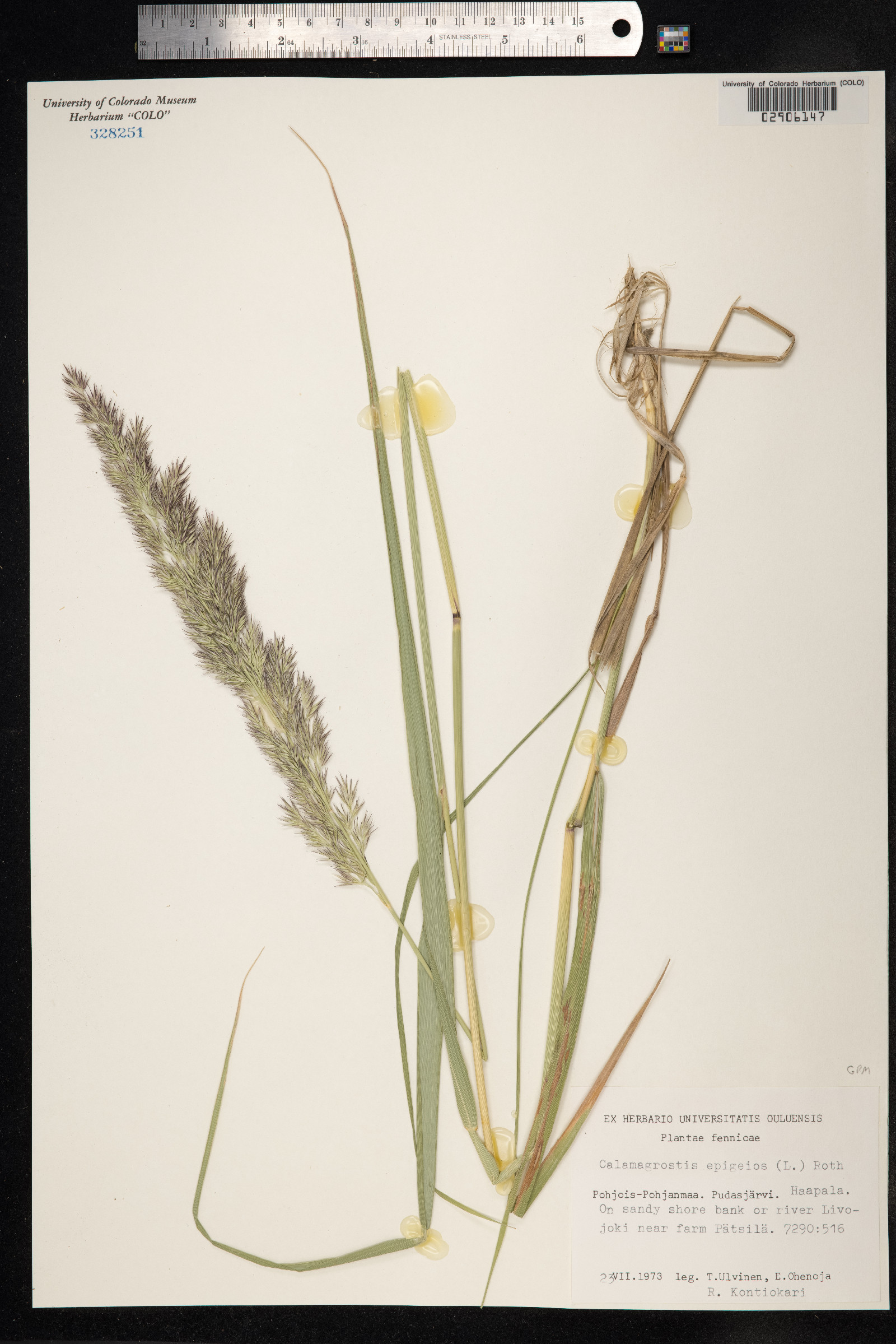 Calamagrostis epigeios image