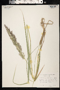 Calamagrostis epigeios image