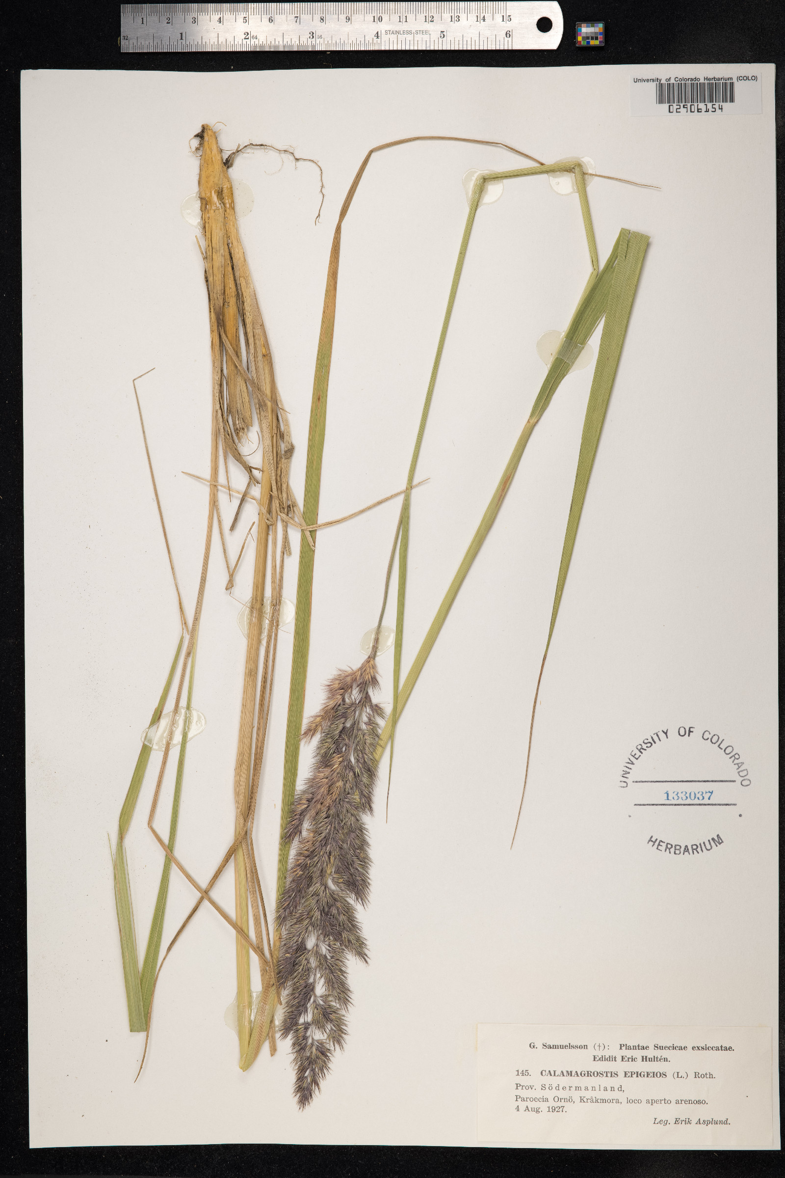 Calamagrostis epigeios image