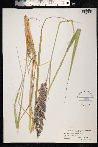 Calamagrostis epigeios image