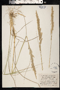 Calamagrostis epigeios image