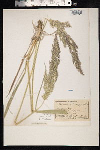 Calamagrostis epigeios image