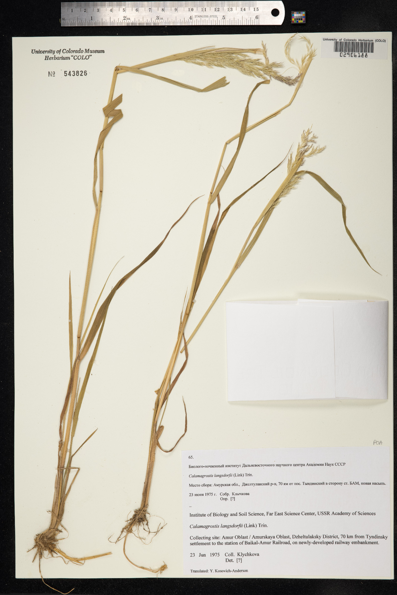 Calamagrostis canadensis var. langsdorffii image