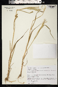 Calamagrostis canadensis var. langsdorffii image