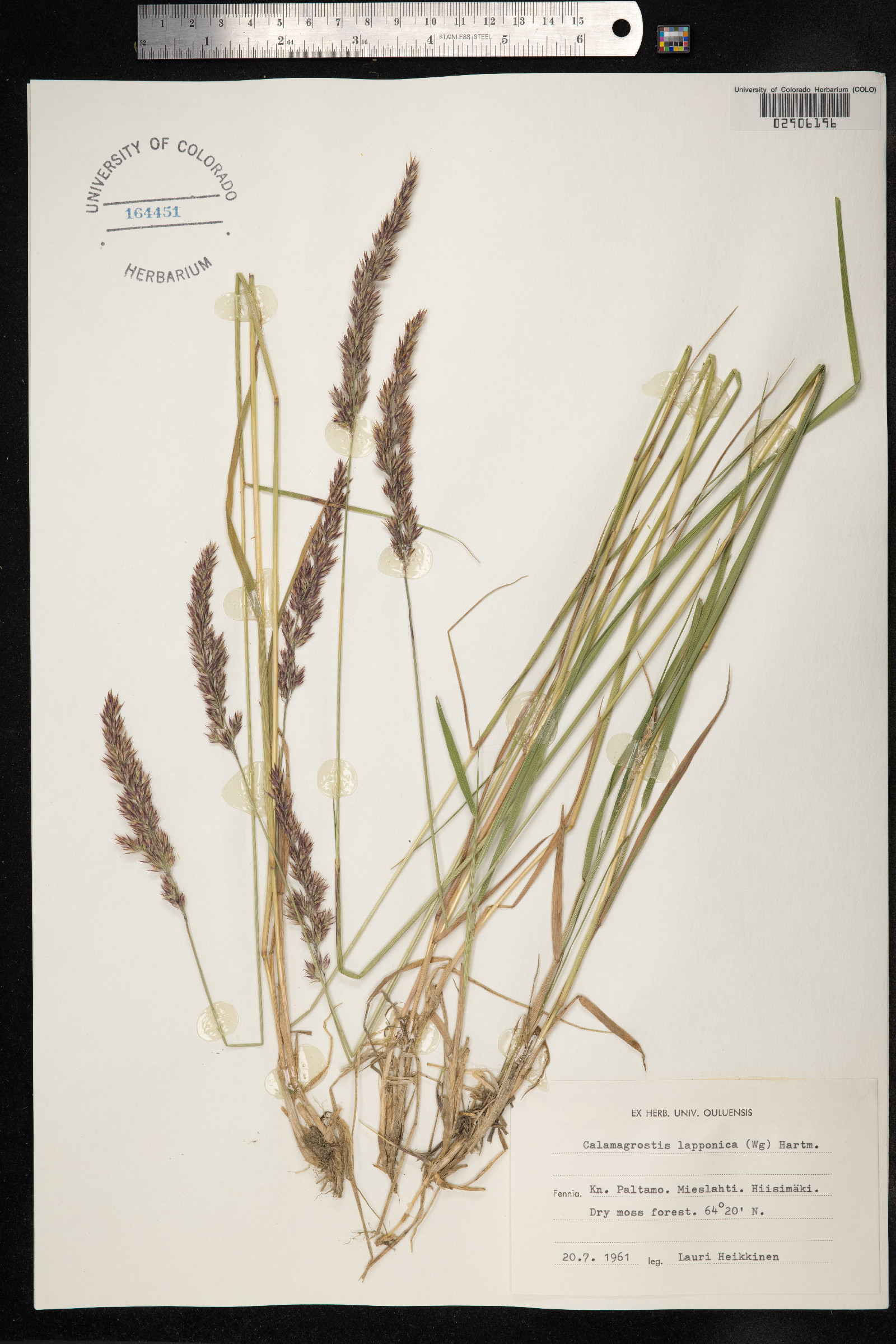 Calamagrostis lapponica image