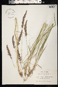 Calamagrostis lapponica image