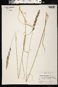 Calamagrostis lapponica image
