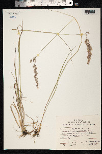 Calamagrostis lapponica image