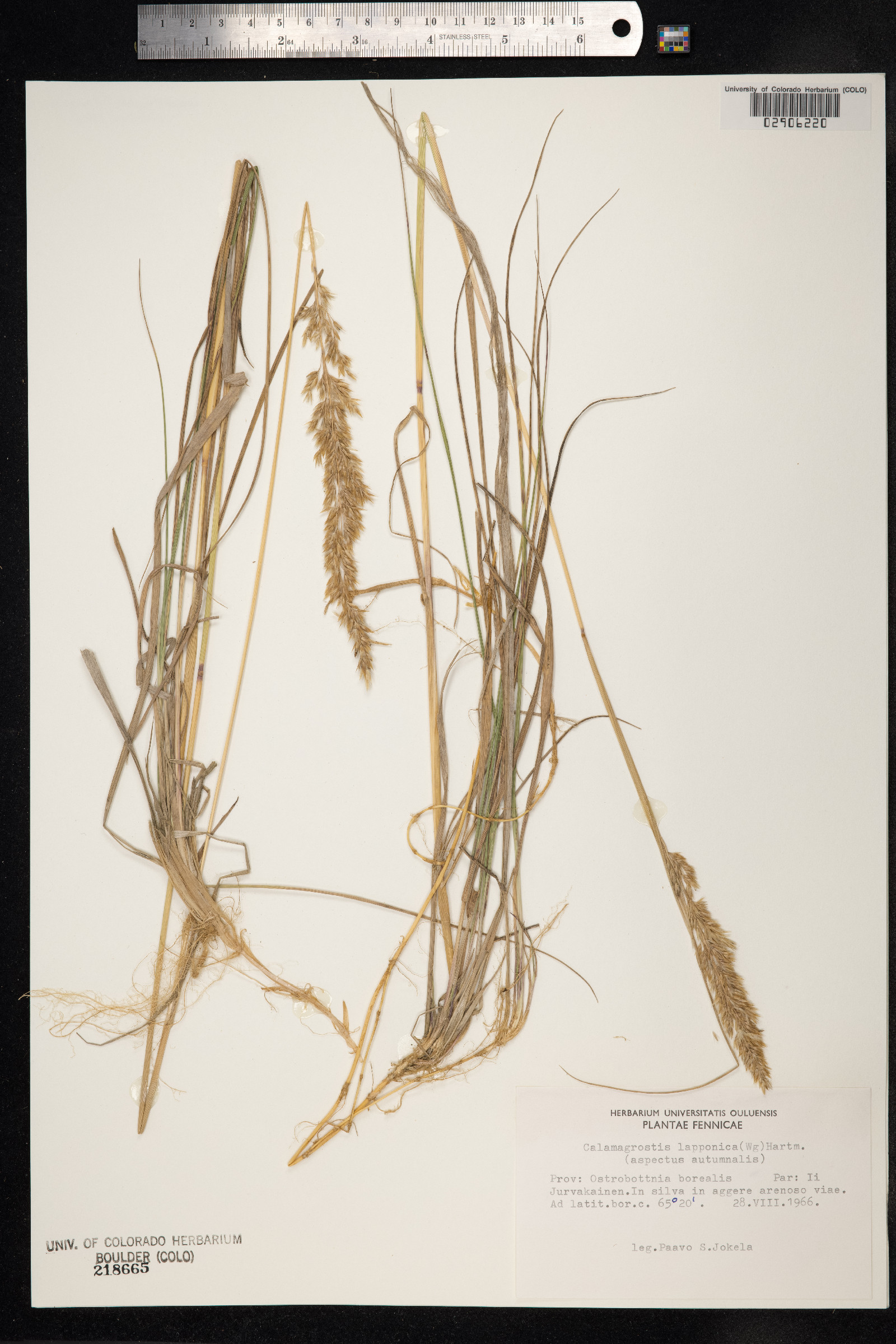 Calamagrostis lapponica image