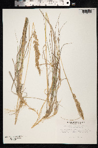 Calamagrostis lapponica image