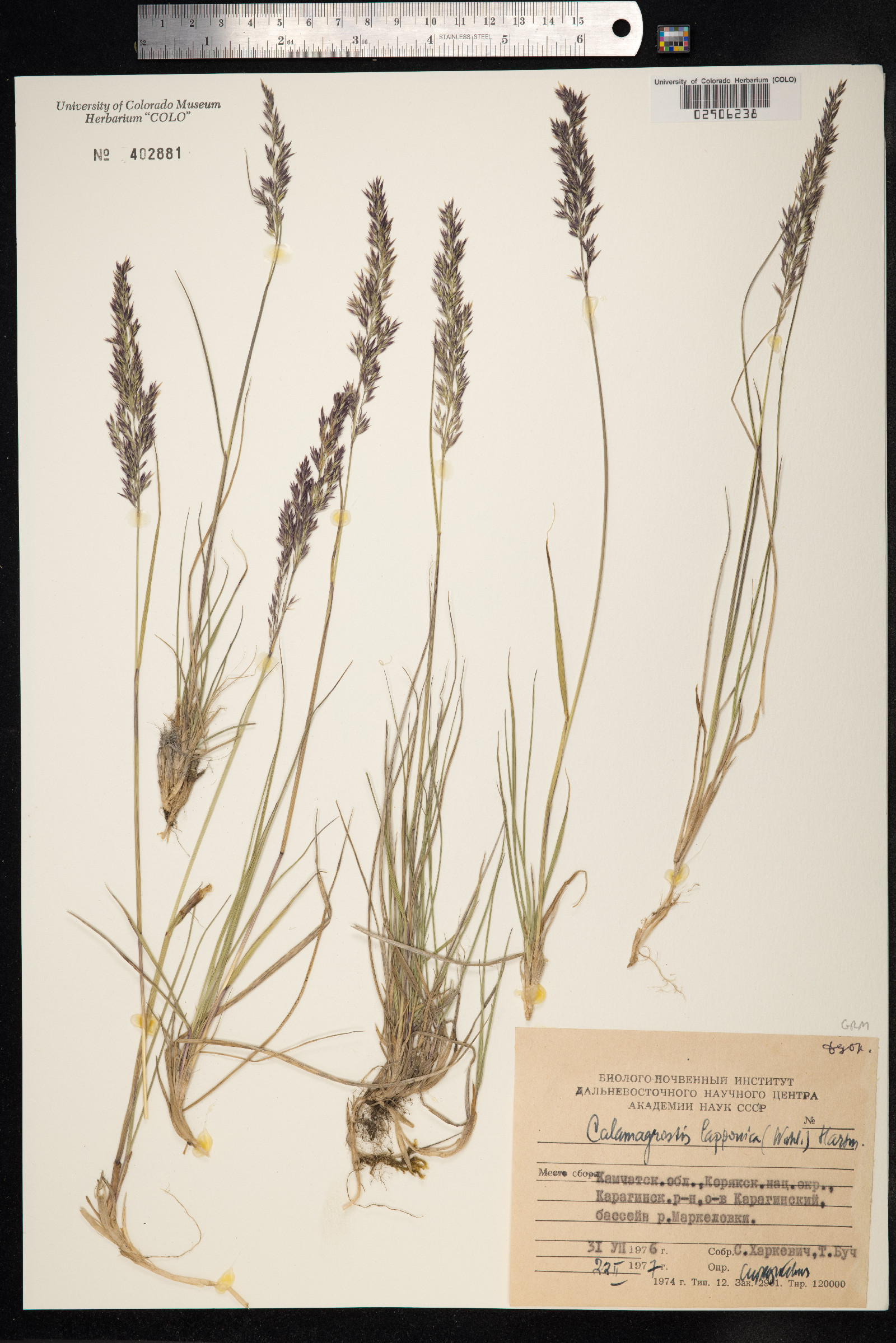 Calamagrostis lapponica image
